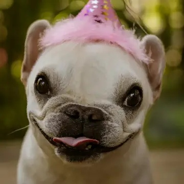 Big head effect on a dog — online photo booth