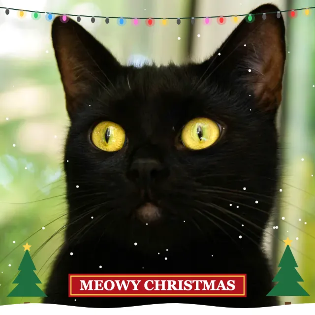 Black cat with string lights, snow and a red “Meowy Christmas” ribbon