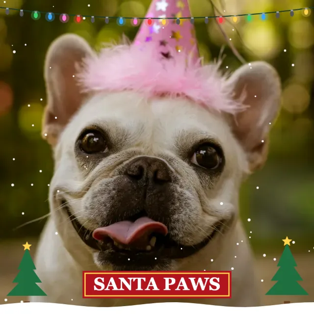 Dog in a party hat with the Christmas effect and the text “Santa Paws”