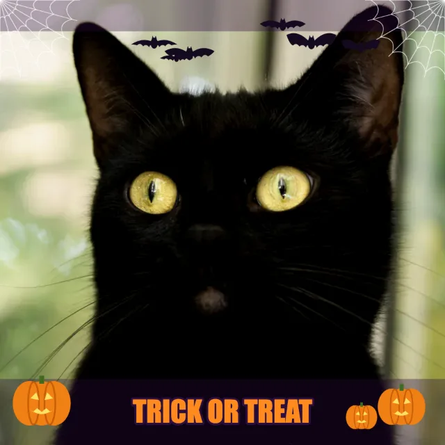 Black cat with the Halloween effect: cobwebs, bats, carved pumpkins and “Trick or Treat”