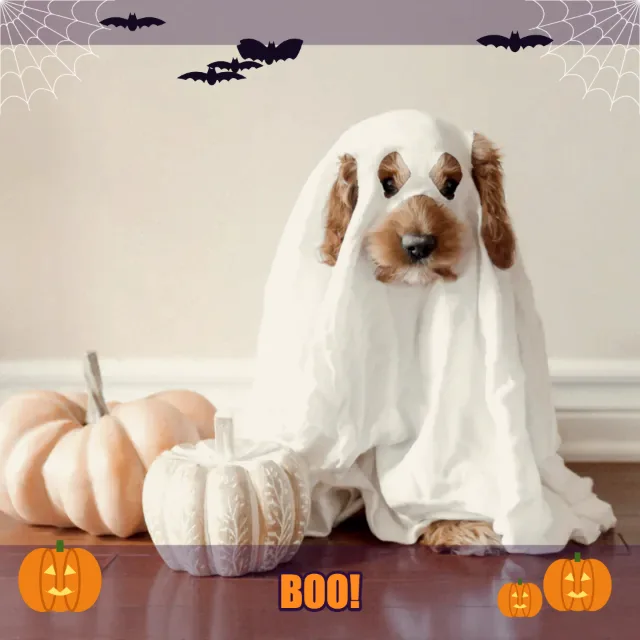 Dog in a ghost costume next to pumpkins with the Halloween effect and the text “Boo!”