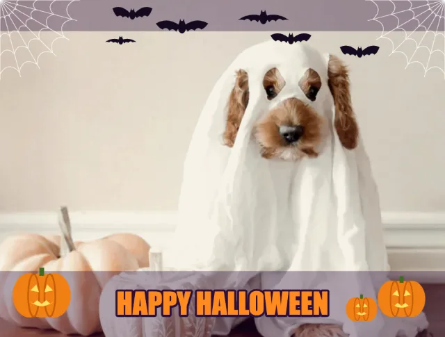 Single photo of a dog in a ghost costume with the Halloween effect, shaped for a template window