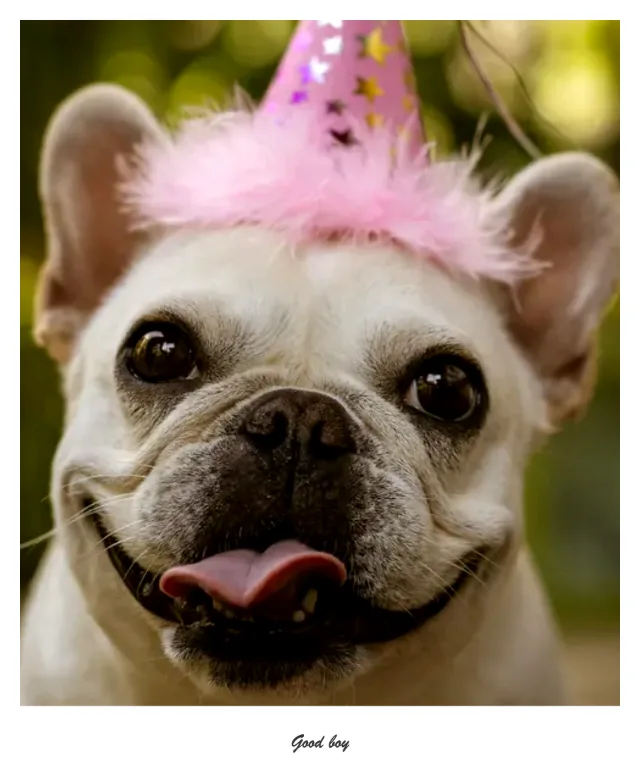 Single instant-photo frame of a dog in a party hat with the caption “Good boy”