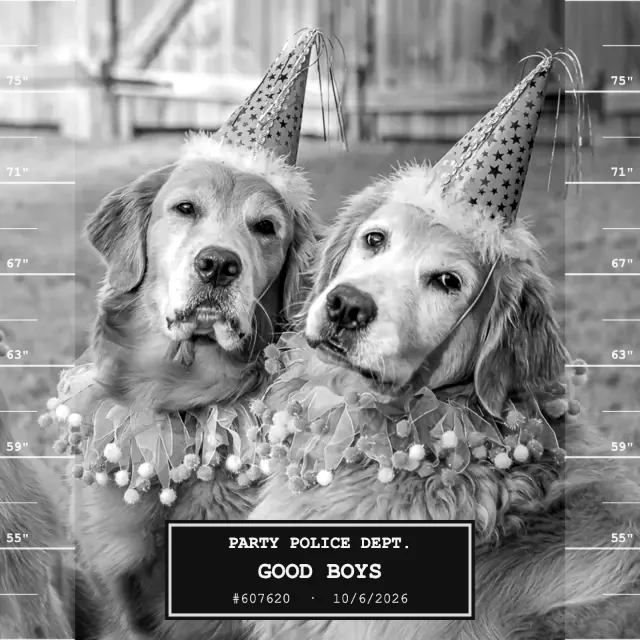 Two dogs in black and white with a height chart and a Party Police placard — the Mugshot webcam effect