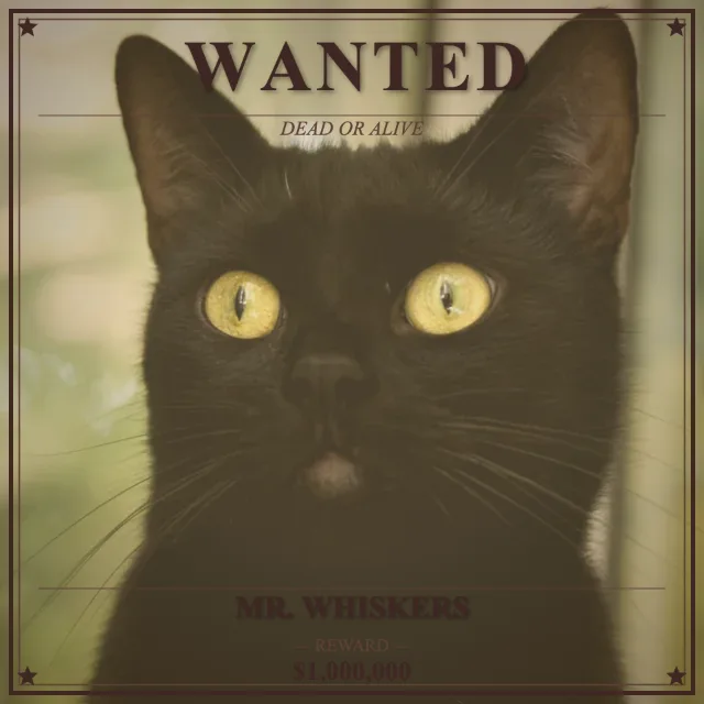 Cat on a western wanted poster with the name “Mr. Whiskers” — the Wanted webcam effect